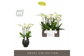 Phalaenopsis wit Impresso Mathilde - 4 tak, 40+ bloem - Abruzzo Black 