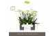 Phalaenopsis wit Impresso Mathilde - 4 tak, 40+ bloem - Abruzzo Black  