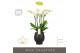 Phalaenopsis wit Impresso Mathilde - 4 tak, 40+ bloem - Abruzzo Black  