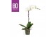 Phalaenopsis wit BO - King White - 80cm - 1 tak, 9+ bloem 