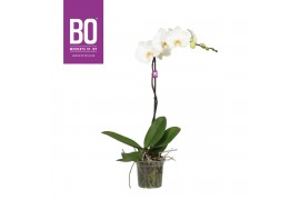 Phalaenopsis wit BO - King White - 80cm - 1 tak, 9+ bloem