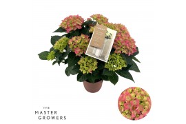 Hydrangea macr. hi ocean Roze 7-8 Bloem