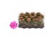 Kalanchoe rosalina don nando roze in trayfolie 