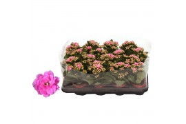 Kalanchoe rosalina don nando roze in trayfolie