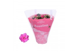 Kalanchoe rosalina don nando in roze hoes