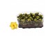Kalanchoe rosalina don amarillo geel in trayfolie 