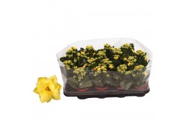 Kalanchoe rosalina don amarillo geel in trayfolie