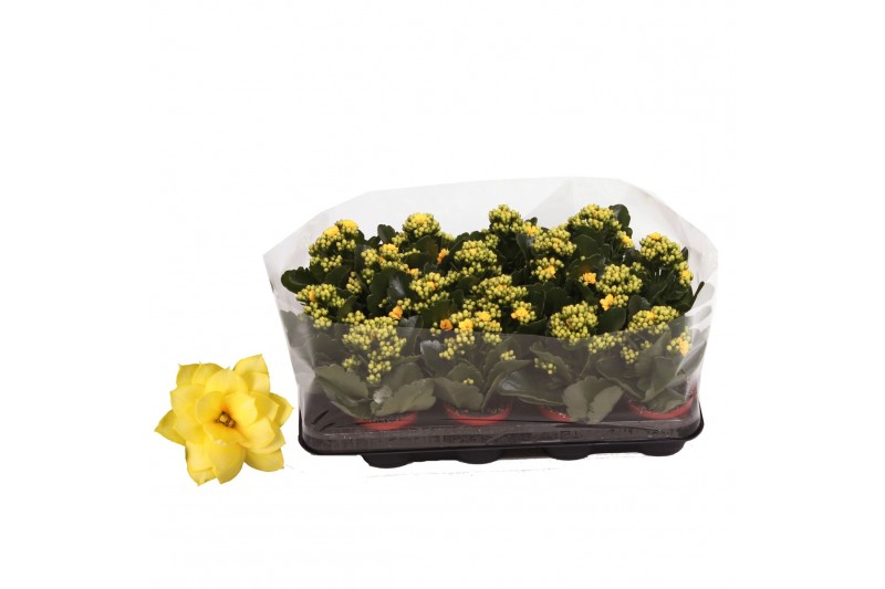 Kalanchoe rosalina don amarillo geel in trayfolie 