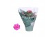 Kalanchoe rosalina roze don nando 