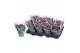Kalanchoe rosalina roze don nando 