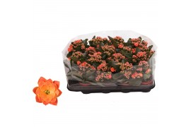 Kalanchoe rosalina don pedro oranje in trayfolie