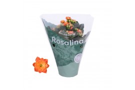 Kalanchoe rosalina don pedro oranje
