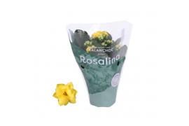 Kalanchoe rosalina geel