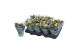 Kalanchoe rosalina geel 