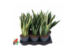 Sansevieria trifasciata Mix