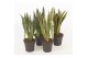 Sansevieria trifasciata Mix 