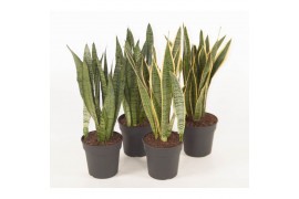 Sansevieria trifasciata Mix
