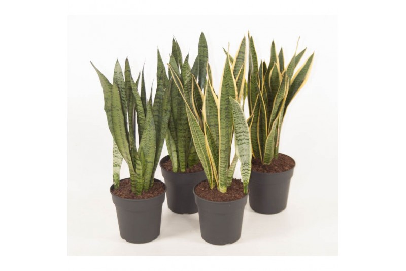 Sansevieria trifasciata Mix 
