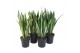 Sansevieria trifasciata Mix 