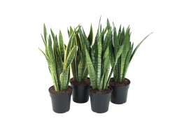 Sansevieria trifasciata Mix