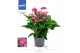 Anthurium andr. karma purple 