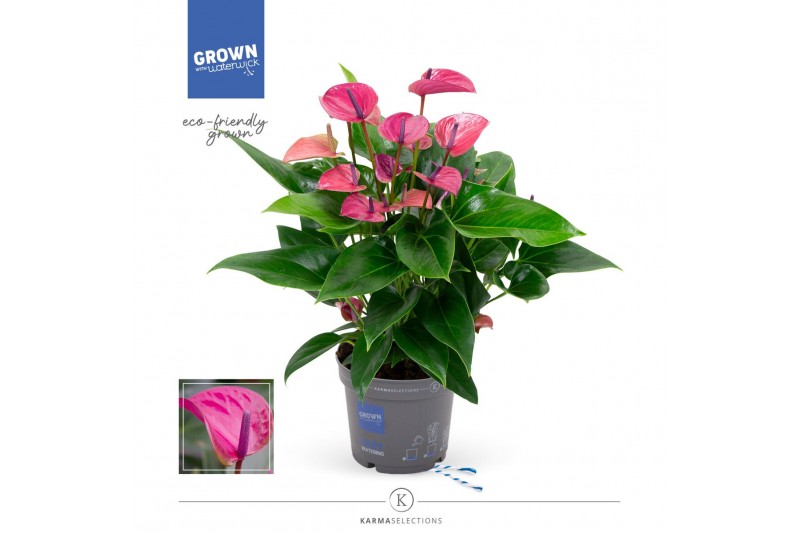 Anthurium andr. karma purple 