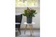 Anthurium andr. karma purple 