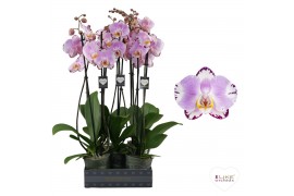 Phalaenopsis floriclone art nouveau 2 tak - 65/70cm