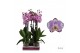 Phalaenopsis floriclone art nouveau 2 tak - 65/70cm 