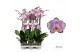 Phalaenopsis floriclone art nouveau 2 tak - 65/70cm 