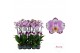 Phalaenopsis floriclone art nouveau 2 tak - 65/70cm 