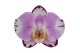 Phalaenopsis floriclone art nouveau 2 tak - 65/70cm 