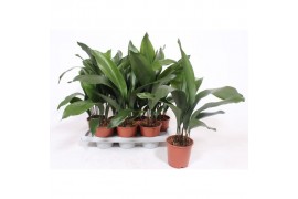 Aspidistra elatior