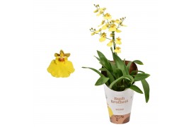 Oncidium geel 1 tak vertakt in potcover
