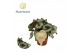 Begonia blad Begonia rex Prinsess Hanover 12cm 3 pp 
