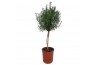 Rosmarinus officinalis