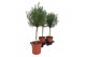 Rosmarinus officinalis 
