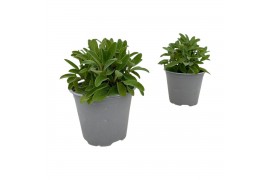 Salvia officinalis