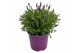 Lavandula stoechas 