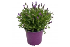 Lavandula stoechas