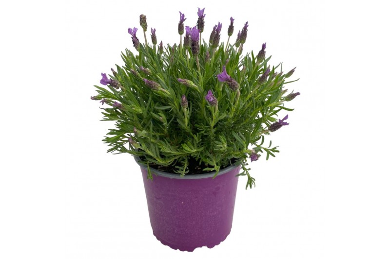 Lavandula stoechas 