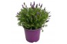 Lavandula stoechas