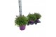 Lavandula stoechas 