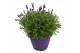 Lavandula stoechas 