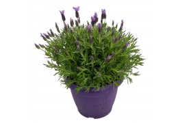 Lavandula stoechas