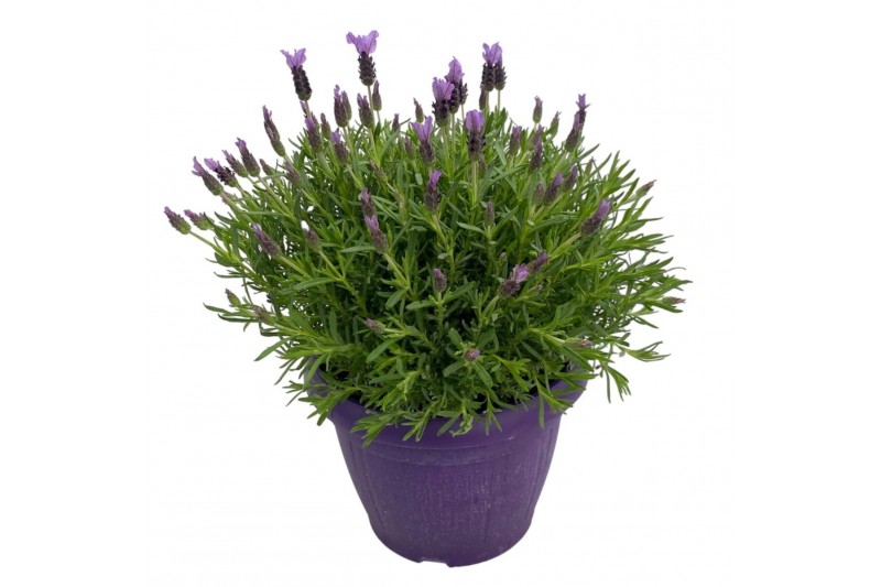 Lavandula stoechas 