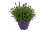 Lavandula stoechas