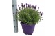Lavandula stoechas 