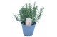 Rosmarinus officinalis 