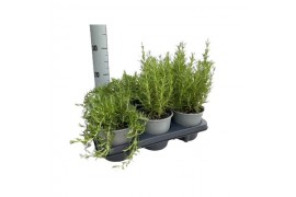 Rosmarinus mix 14cm